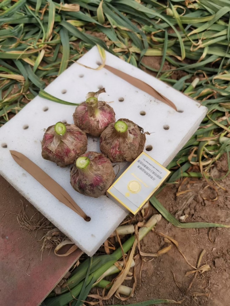 【万亩规模】实力供货鲜蒜紫皮蒜干蒜产地直供货源充足价格美丽