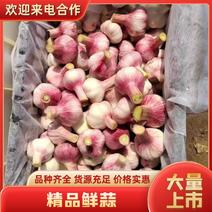 江苏精品大蒜紫皮蒜上市产地直发货源充足价格优惠发全国