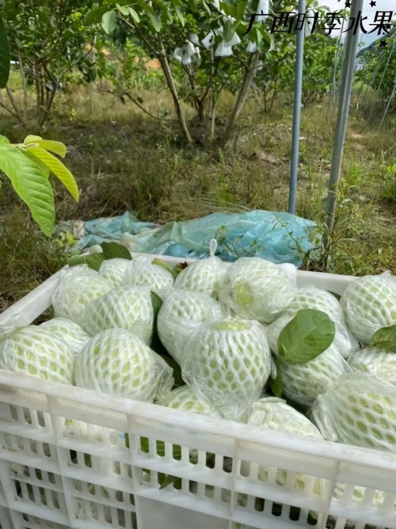 广东广西原产地(一手货源)红宝石芭乐番石榴常年供应