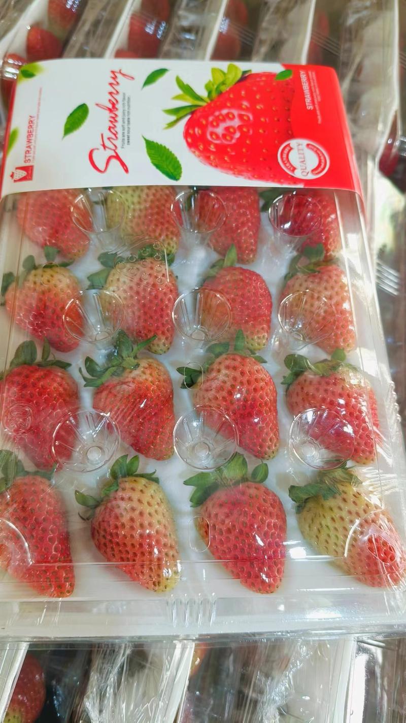 云南商用草莓，产地直供，量大质优价格优惠常年不断货