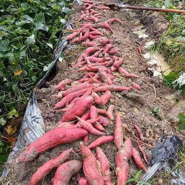 精品广东西瓜红红薯，产地直发大量供应一手货源欢迎致电合作