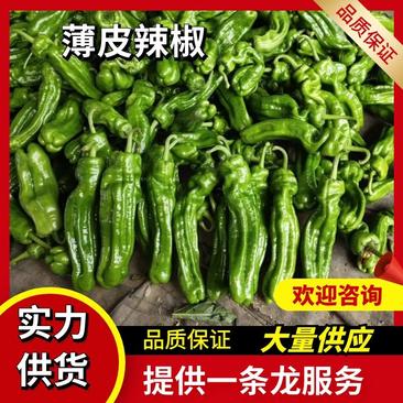 薄皮椒安徽辣椒大量供应产地直发可视频实地看货