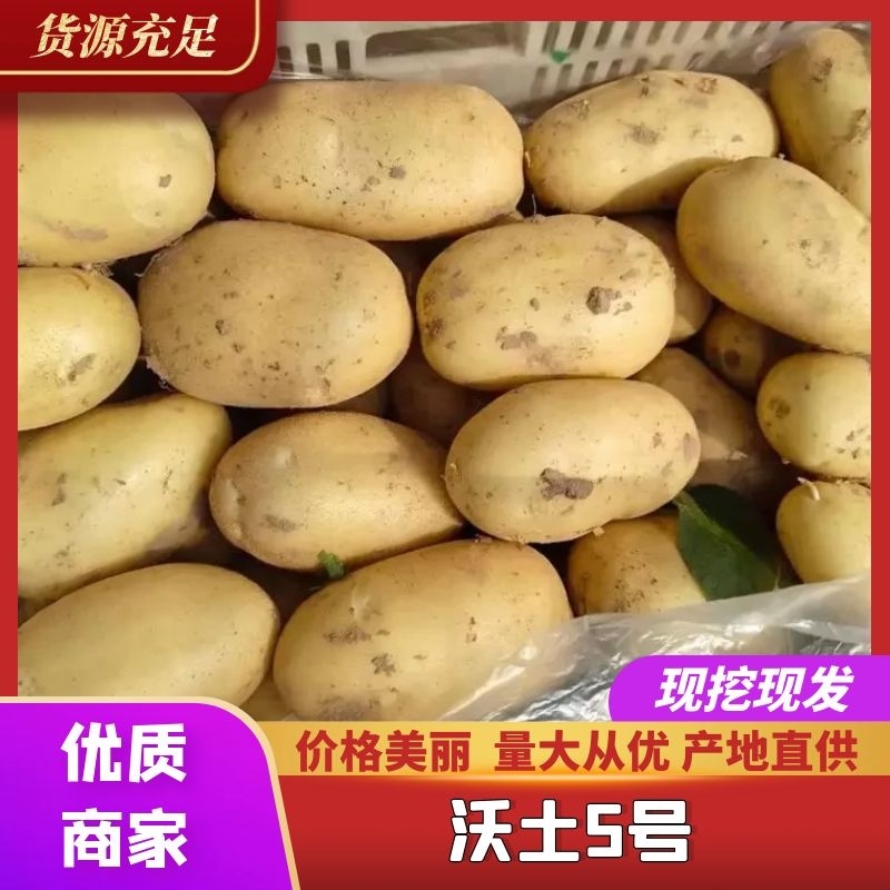 《推荐》湖北沃土5号长磊8号刘平1号黄心土豆