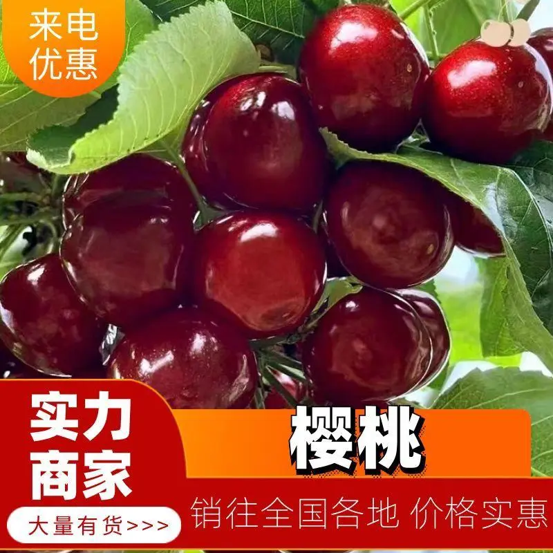 山东大樱桃~樱桃一件代发对接各大平台抖音快手淘宝