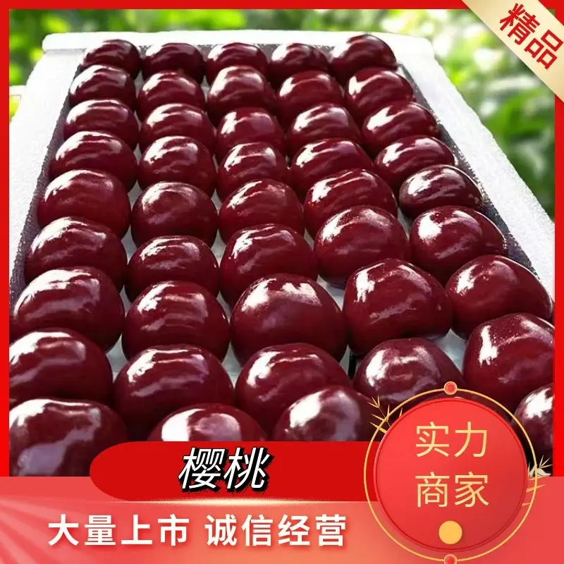 山东大樱桃~樱桃一件代发对接各大平台抖音快手淘宝