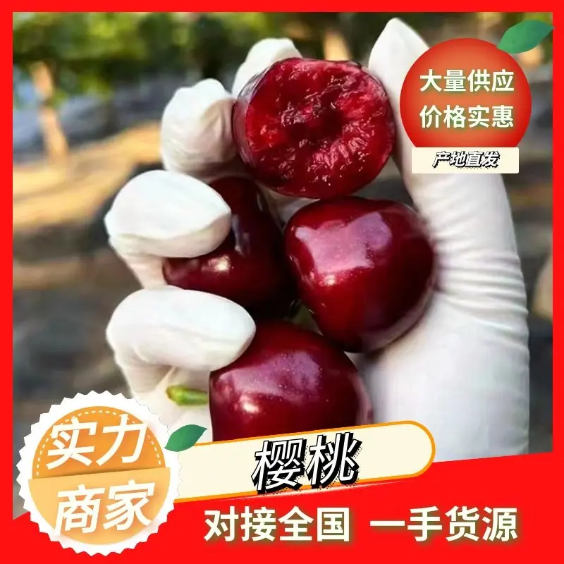 山东大樱桃~樱桃一件代发对接各大平台抖音快手淘宝