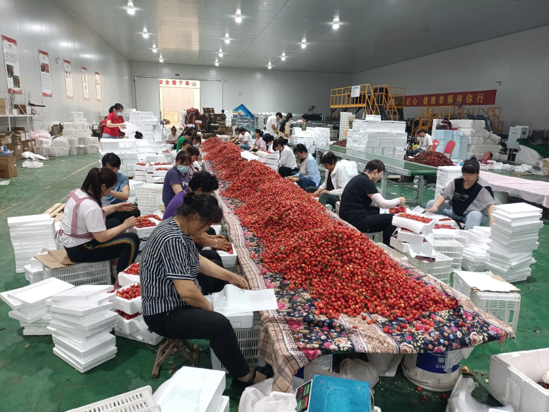 山东大樱桃~樱桃一件代发对接各大平台抖音快手淘宝