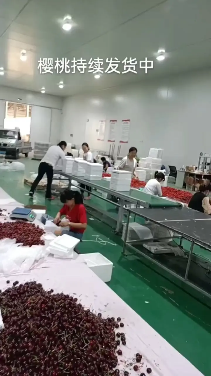 山东大樱桃~樱桃一件代发对接各大平台抖音快手淘宝
