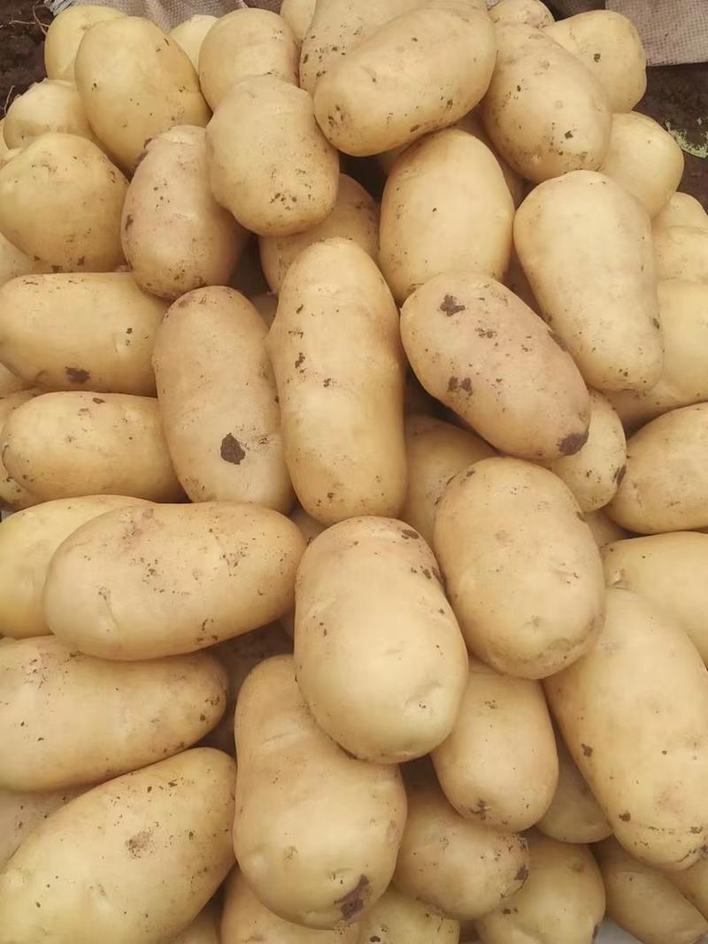安丘诚信农产品购销赵国欣竭诚为你服务精品土豆货源充足。。