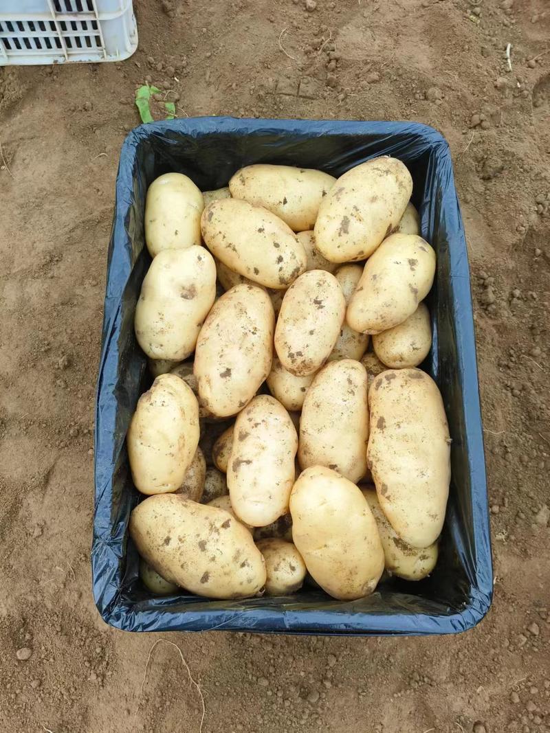 安丘诚信农产品购销赵国欣竭诚为你服务精品土豆货源充足。。