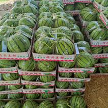 《美都西瓜》头茬瓜大红瓢万亩西瓜基地6斤打底大量上市