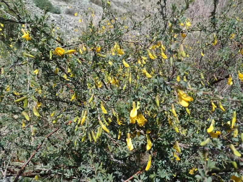 中药材金雀花欢迎咨询