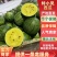 【推荐】江苏精品特小凤西瓜，产地一手货源，可视频看货选货