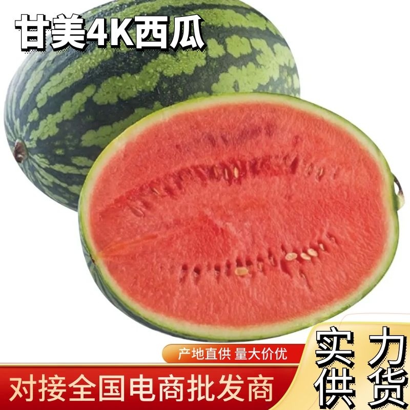 【实力供应】陕西甘美4K西瓜大量上市脆甜多汁