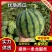 【美都西瓜】陕西蒲城无籽美都西瓜大量供应