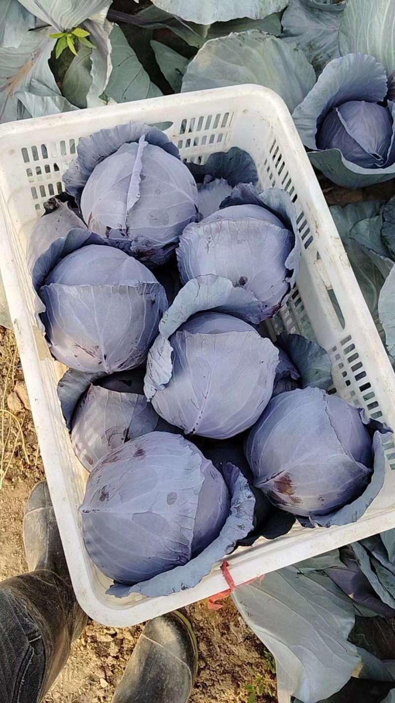 紫甘蓝个头均匀，颜色鲜亮品质保证个头大现摘现发一手货源