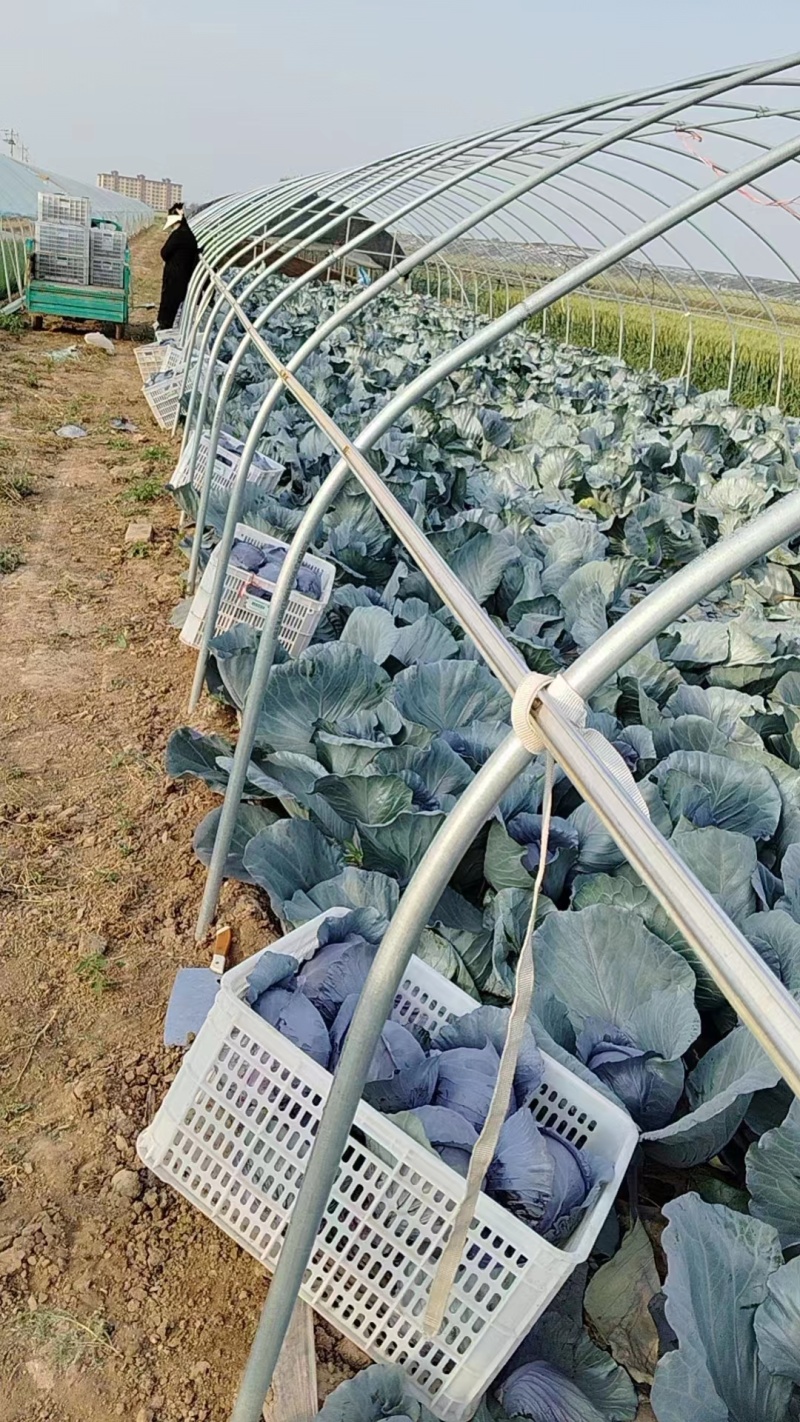 紫甘蓝个头均匀，颜色鲜亮品质保证个头大现摘现发一手货源