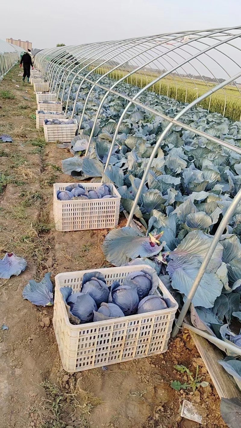 紫甘蓝个头均匀，颜色鲜亮品质保证个头大现摘现发一手货源