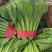 小白菜快菜精品大棚小白菜大量上市质量保证，欢迎咨询