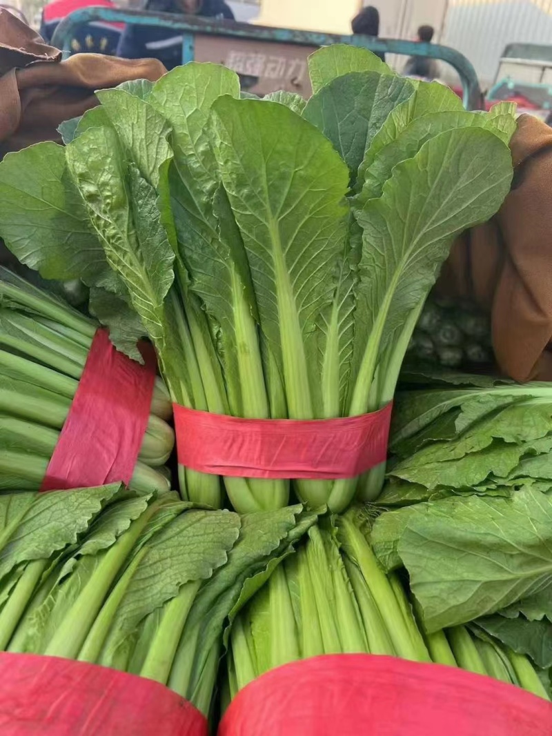 小白菜快菜精品大棚小白菜大量上市质量保证，欢迎咨询