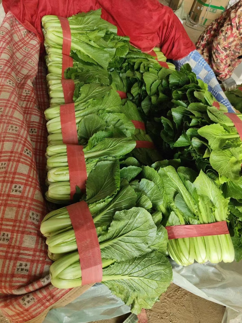 小白菜快菜精品大棚小白菜大量上市质量保证，欢迎咨询