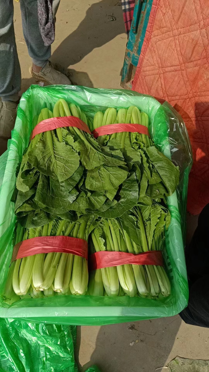 小白菜快菜精品大棚小白菜大量上市质量保证，欢迎咨询