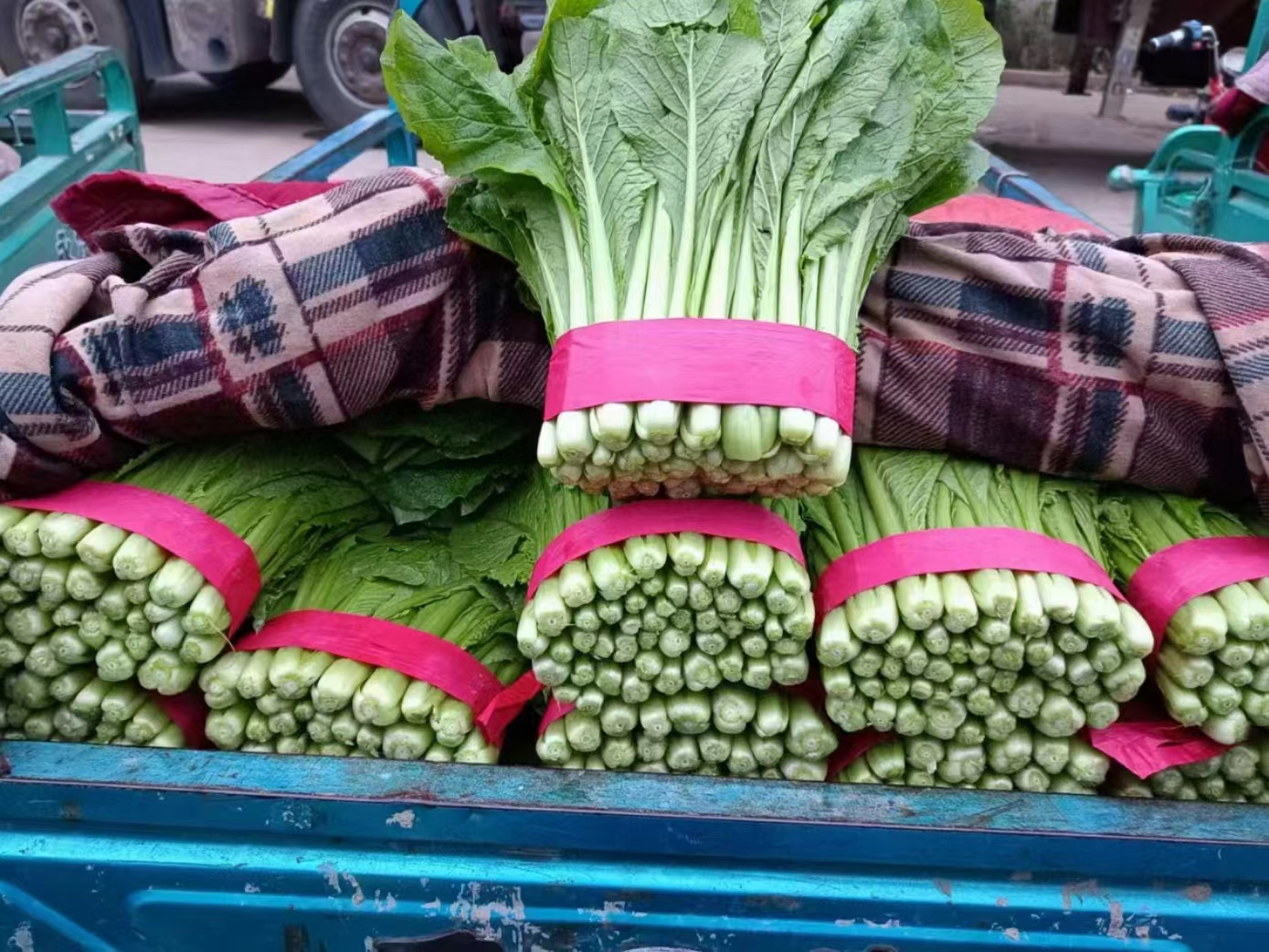 大型农贸市场中,成堆的新鲜白菜等待装车发往各地 大白菜批发交易市场