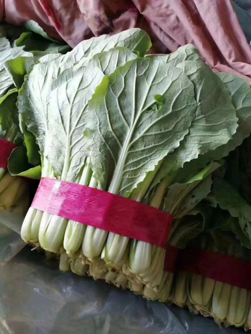 小白菜快菜精品大棚小白菜大量上市质量保证，欢迎咨询