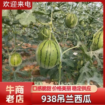 陕西小糖丸吊兰西瓜,产地直发,大量供应,