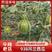【热卖】陕西精品吊兰西瓜，产地直发，大量供应，