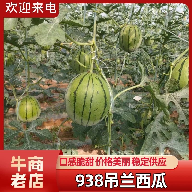 陕西小糖丸吊兰西瓜，产地直发，大量供应，