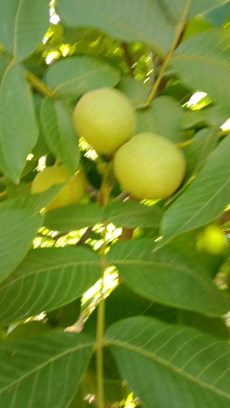 （热销）四川大凉山青皮核桃，50起步精品手摘果，一手货源