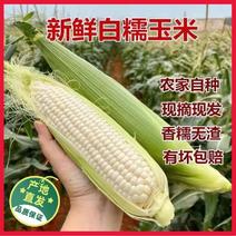 陕西糯玉米品质保证诚信经营欢迎接商超市场电商