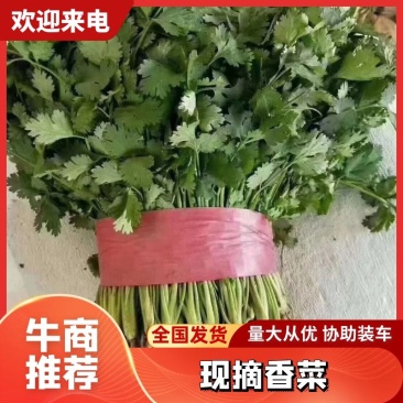精品香菜大叶小叶香菜规格齐全按需加工商超社团配货代收
