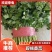 精品香菜大叶小叶香菜规格齐全按需加工商超社团配货代收