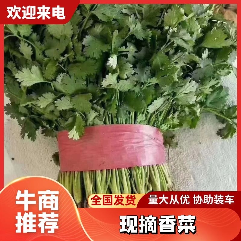 精品香菜大叶小叶香菜规格齐全按需加工商超社团配货代收