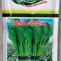 翠绿9号菜心种子中晚熟圆叶菜苔种籽叶片椭圆亮绿茎秆油绿