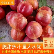 中油4号油桃产地直发品质保证全国发货