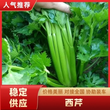 沈阳精品西芹，产地直发，一手货源，可视频看货选货