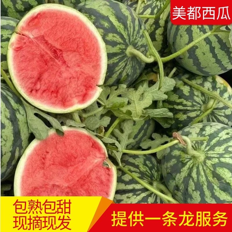 山东美都西瓜西瓜皮薄多汁包熟包甜万亩基地持续供应