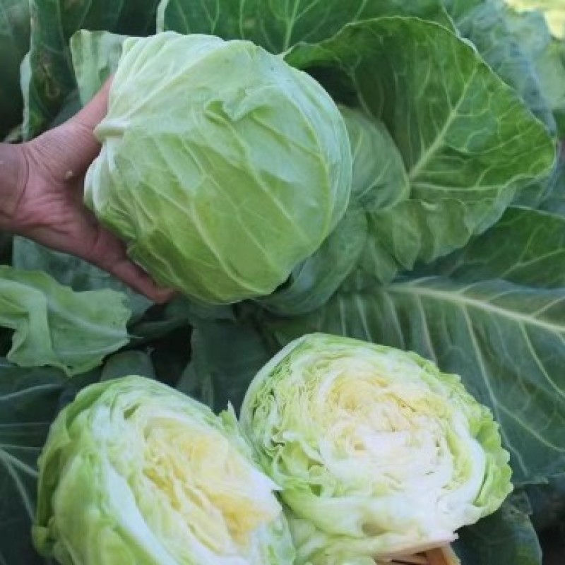 耐热甘蓝苗圆白菜苗包菜苗莲花白大头菜苗