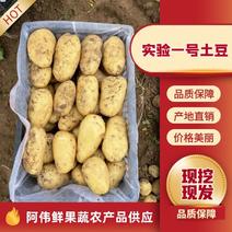 《实验一号土豆》湖北土豆，大量上市产地直供，全国