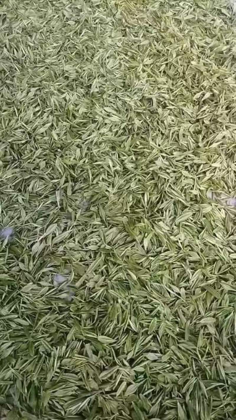 【桐城小花云雾茶】安徽基地直供质量上乘，可零售可批发