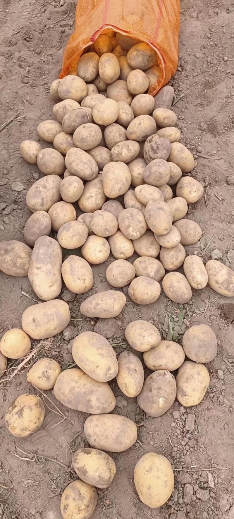甘肃沃土土豆沃土5号品质保证个头均匀品质保障