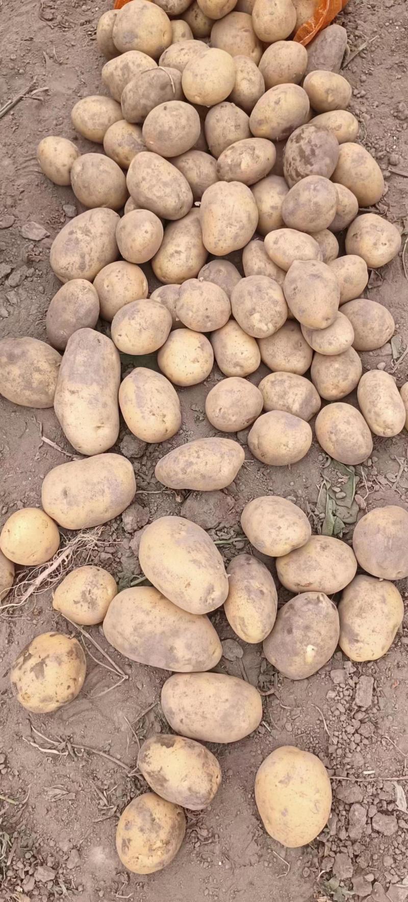 甘肃沃土土豆沃土5号品质保证个头均匀品质保障
