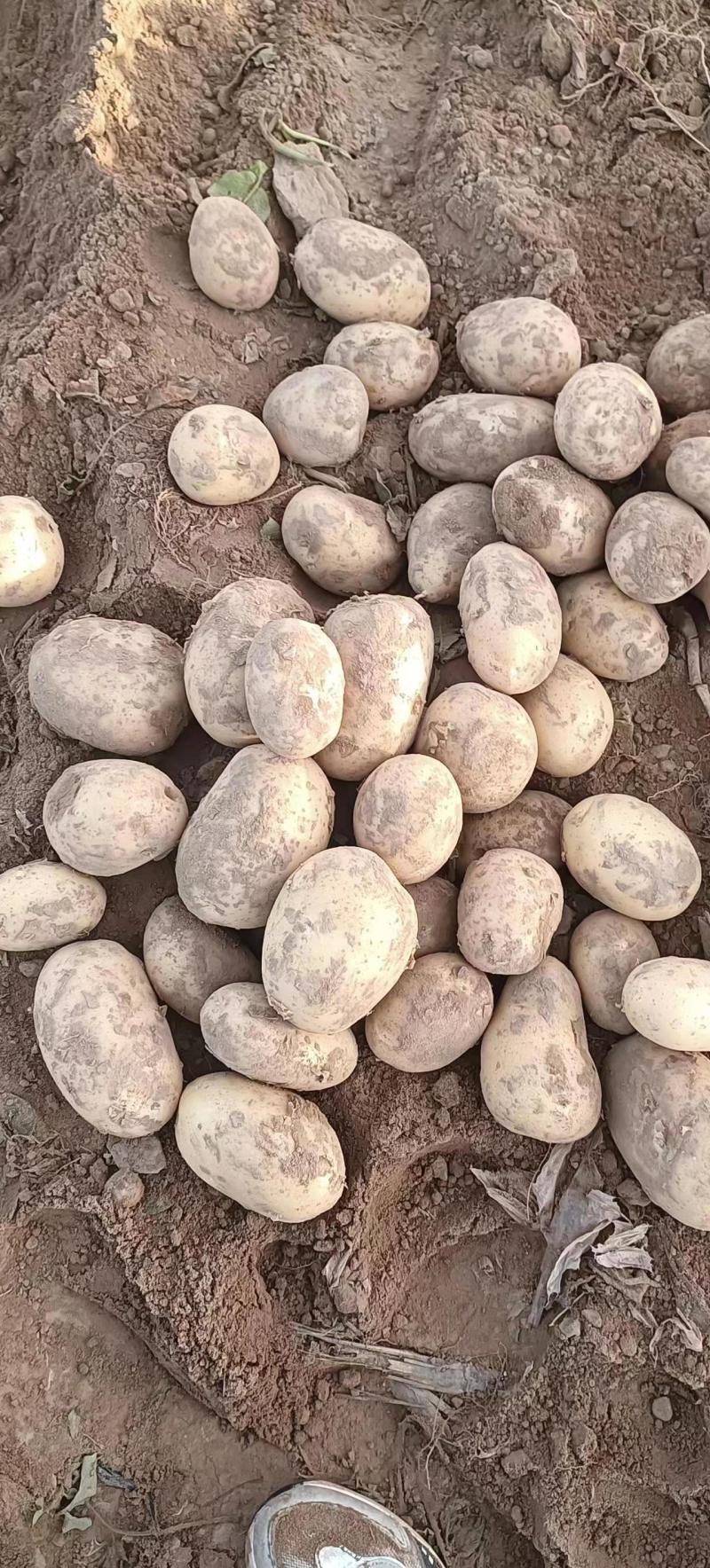 甘肃沃土土豆沃土5号品质保证个头均匀品质保障