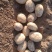 甘肃沃土土豆沃土5号品质保证个头均匀品质保障