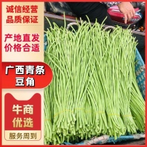 广西豆角精品青条豆角长豆角货源充足现摘现发诚信经营