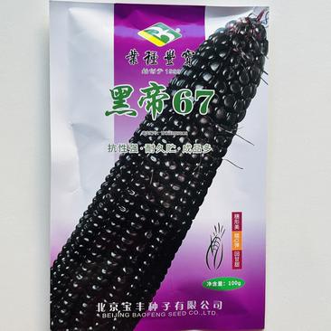 甜糯玉米种子黑帝67，100克