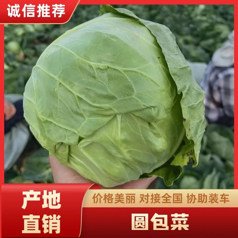 [热卖]甘肃甘蓝包菜圆包菜专业代办产地直发诚信经营